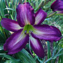 Princess Sonja Daylily